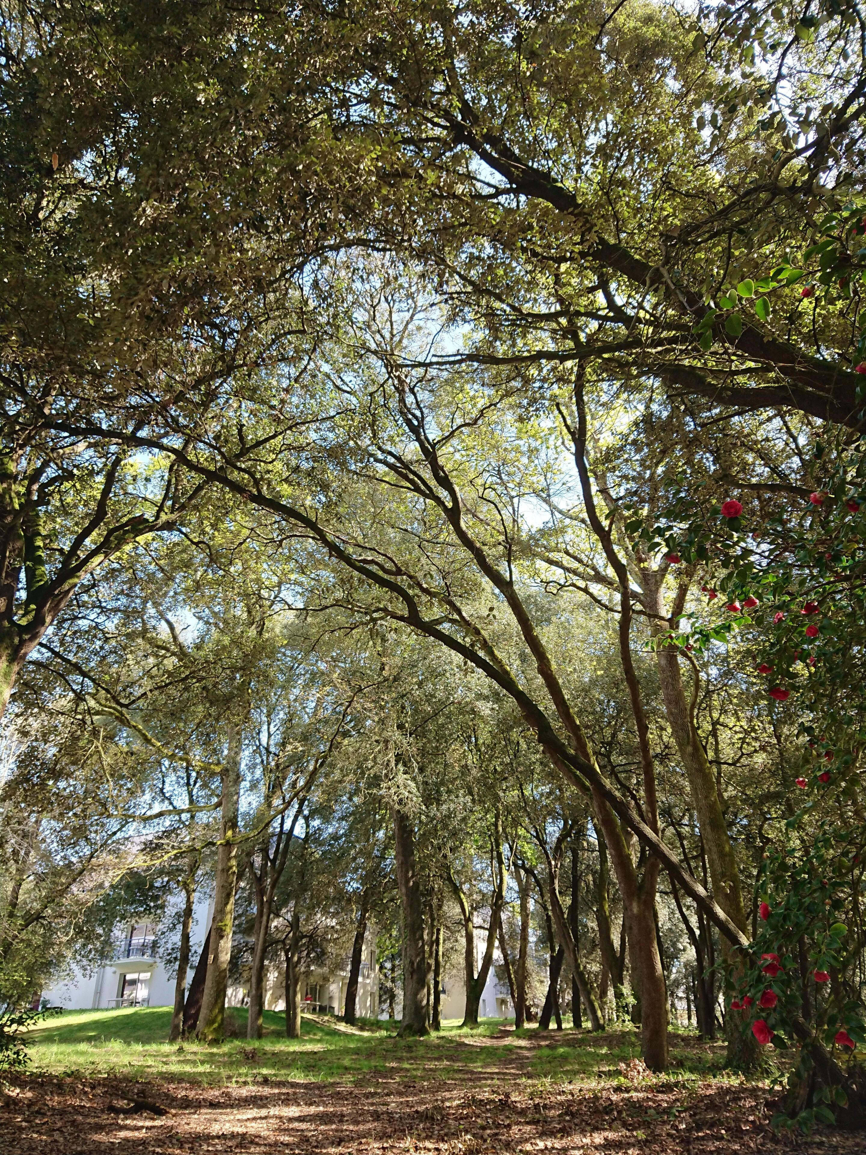 A forested area with tall trees and a pathway.