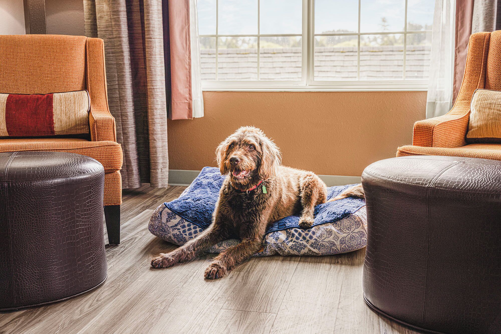 Un chien est allongé sur un coussin à motifs dans une pièce où se trouvent deux fauteuils et deux poufs, une fenêtre donnant sur une clôture et un plancher en bois.