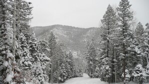A snowy forest road with dense evergreen trees on both sides.
