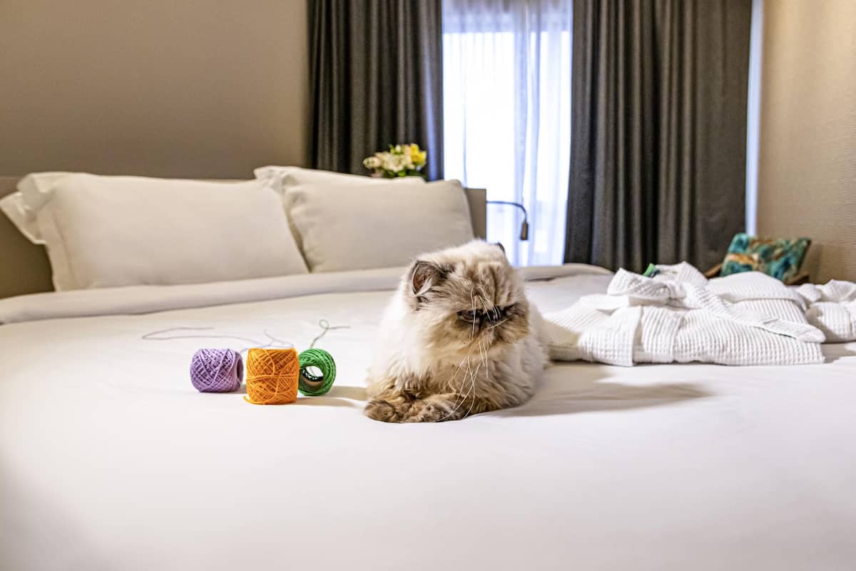 Deluxe-Suite, 1 King-Bett