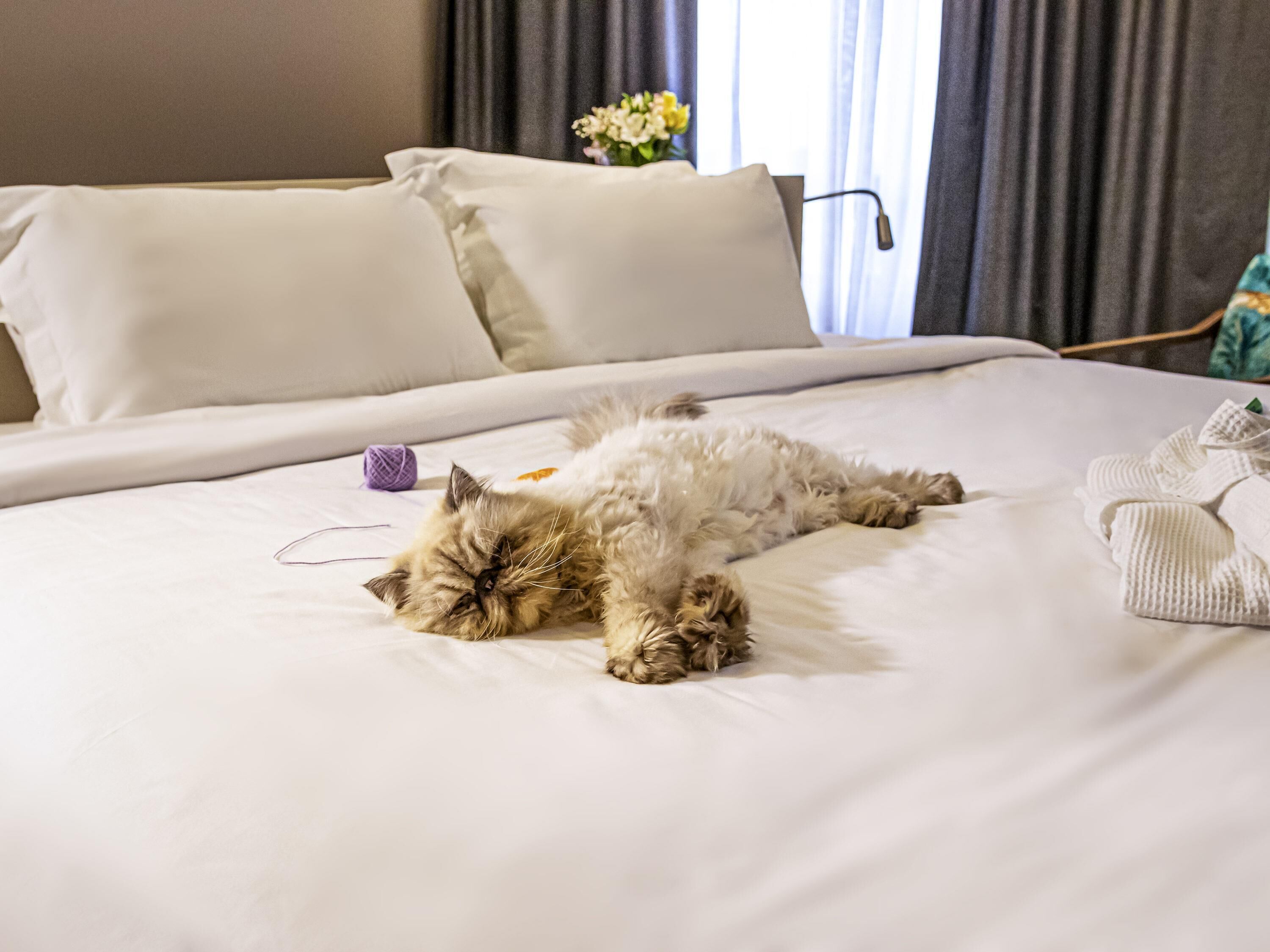 A bed with a fluffy cat lying on it, a ball of yarn, and a folded towel.