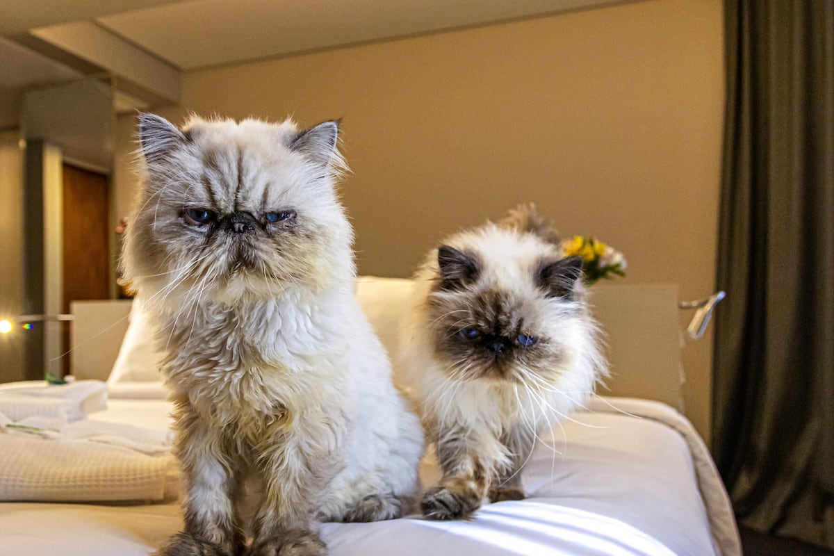 1 chambre, literie hypoallergénique, minibar