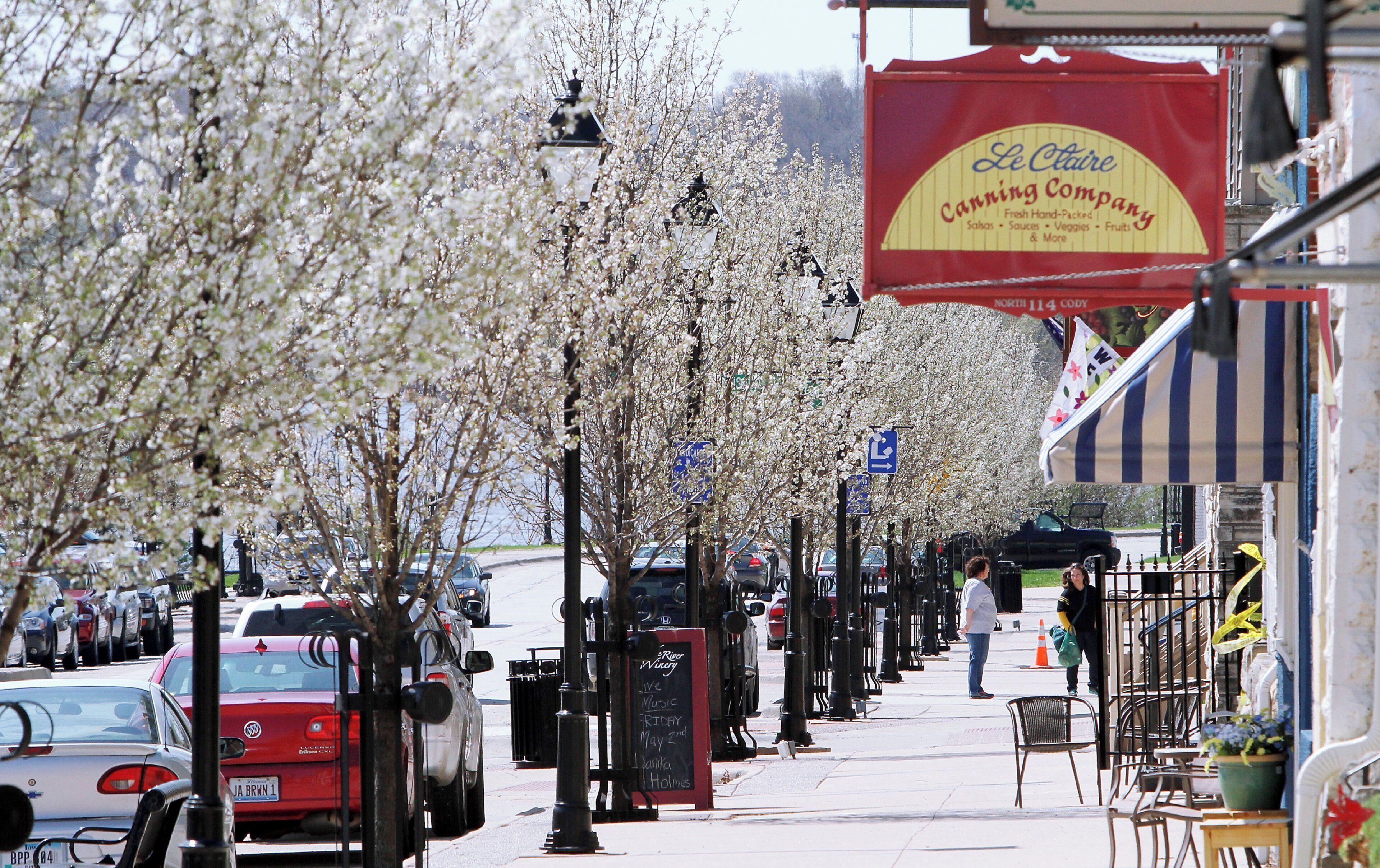A street lined with parked cars and trees with white blossoms.