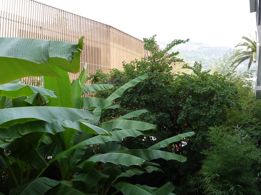 Un exuberante jardín con hojas de plátano grandes y follaje denso, una valla de madera y una vista de un paisaje montañoso al fondo.