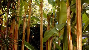 A garden pathway with a tiled border and lush tropical plants. - Hotel Napoleon (Menton)