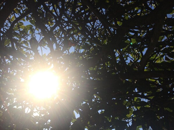 El sol brillando entre las ramas de los árboles.