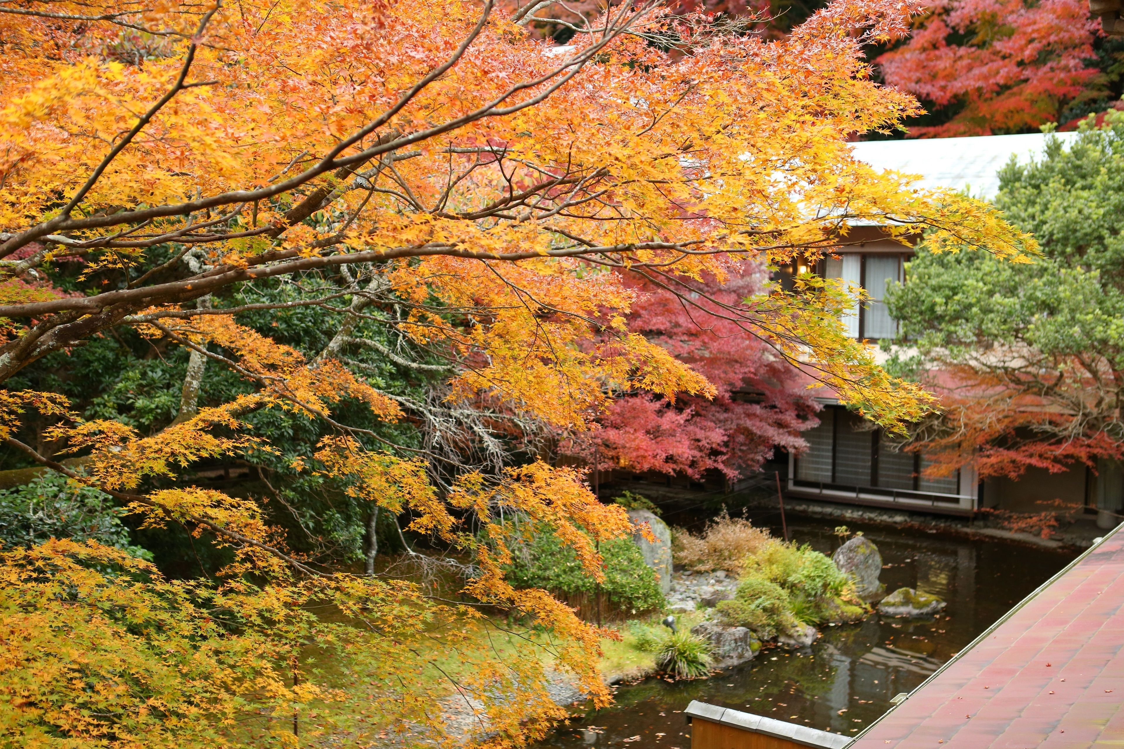 A traditional Japanese garden with a pond, autumn foliage, and a wooden structure.