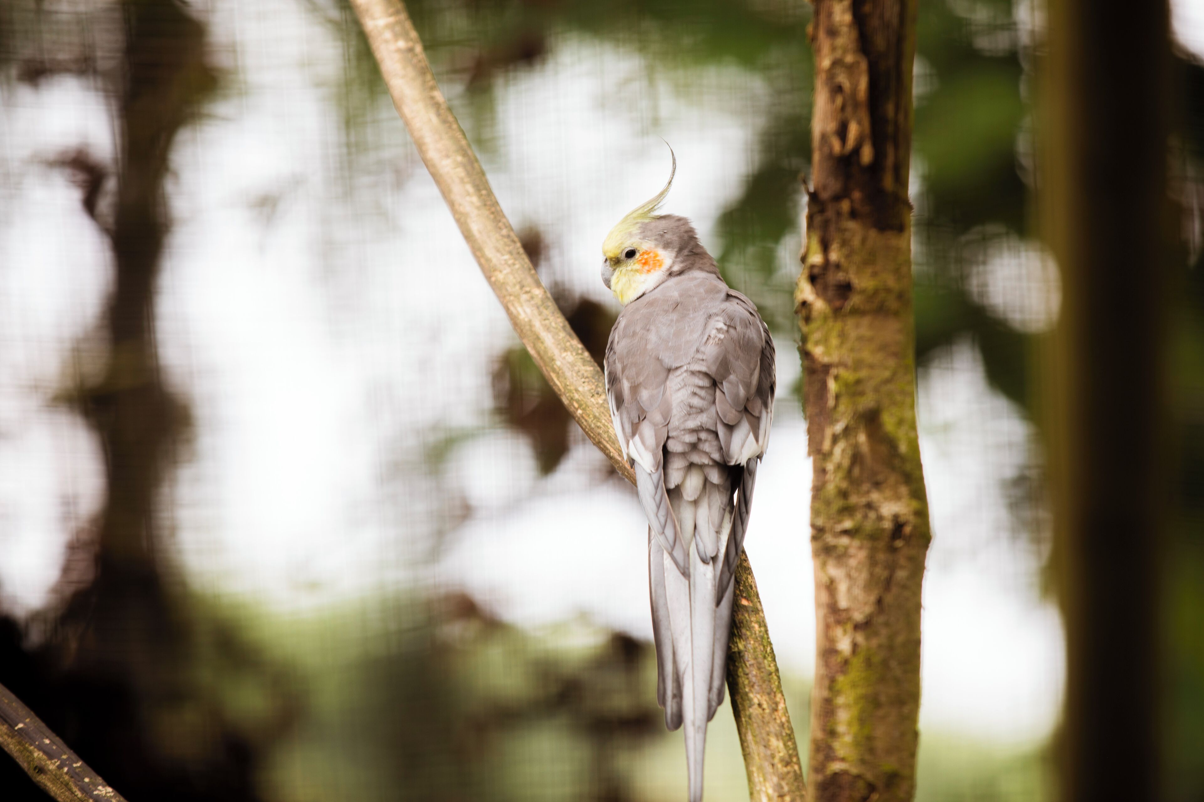 A bird perched on a tree branch.