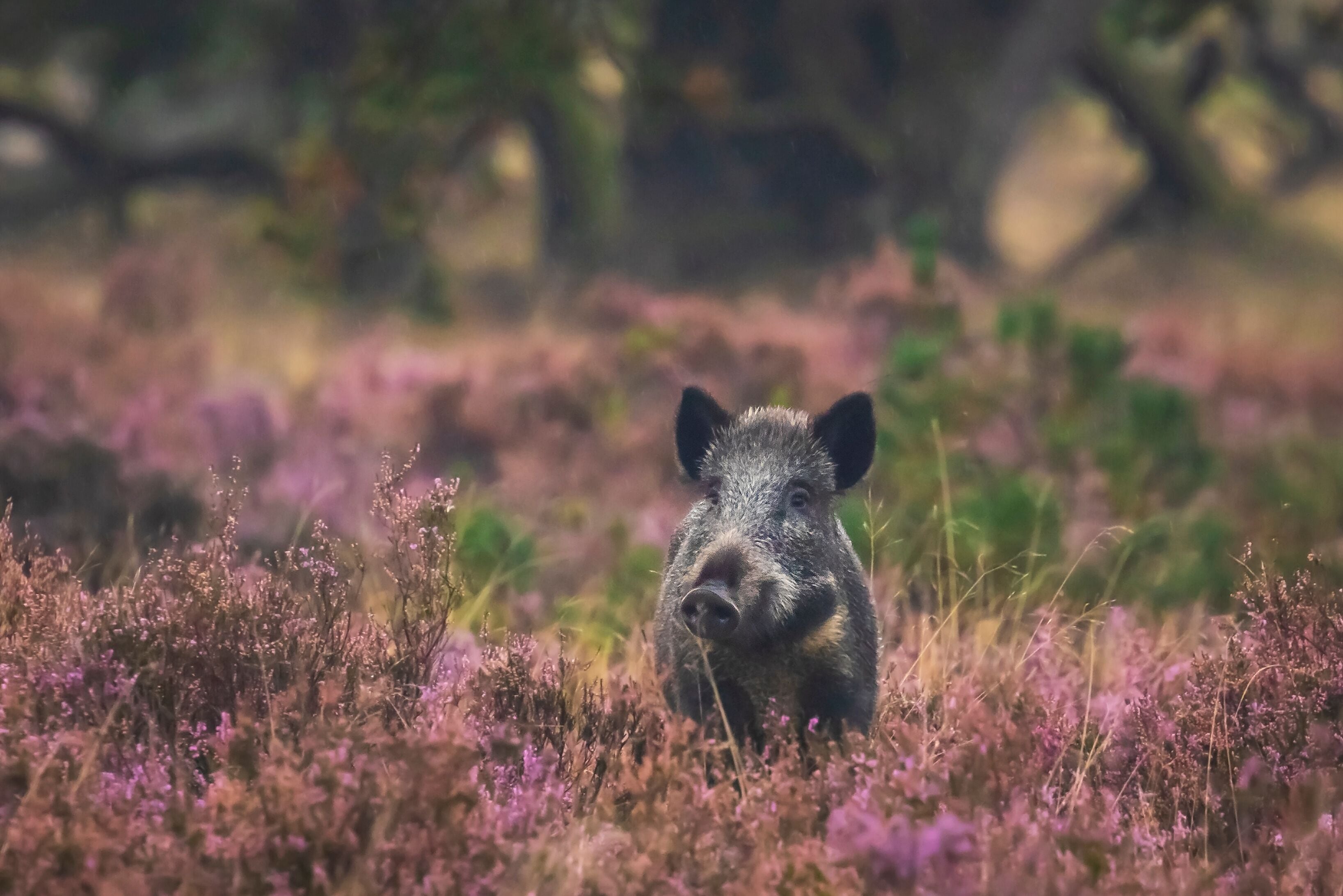 A wild boar in a field of purple heather.