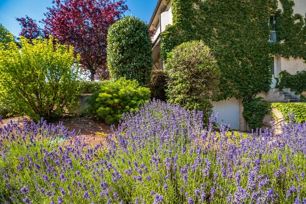 Un jardí amb lavanda i arbustos diversos, un edifici amb hera i un arbre de fulles vermelles.