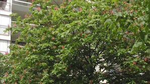 A multi-story building with balconies and a tree with green leaves and red flowers in the foreground. - Les Palatines - Residence (Saint-Etienne)