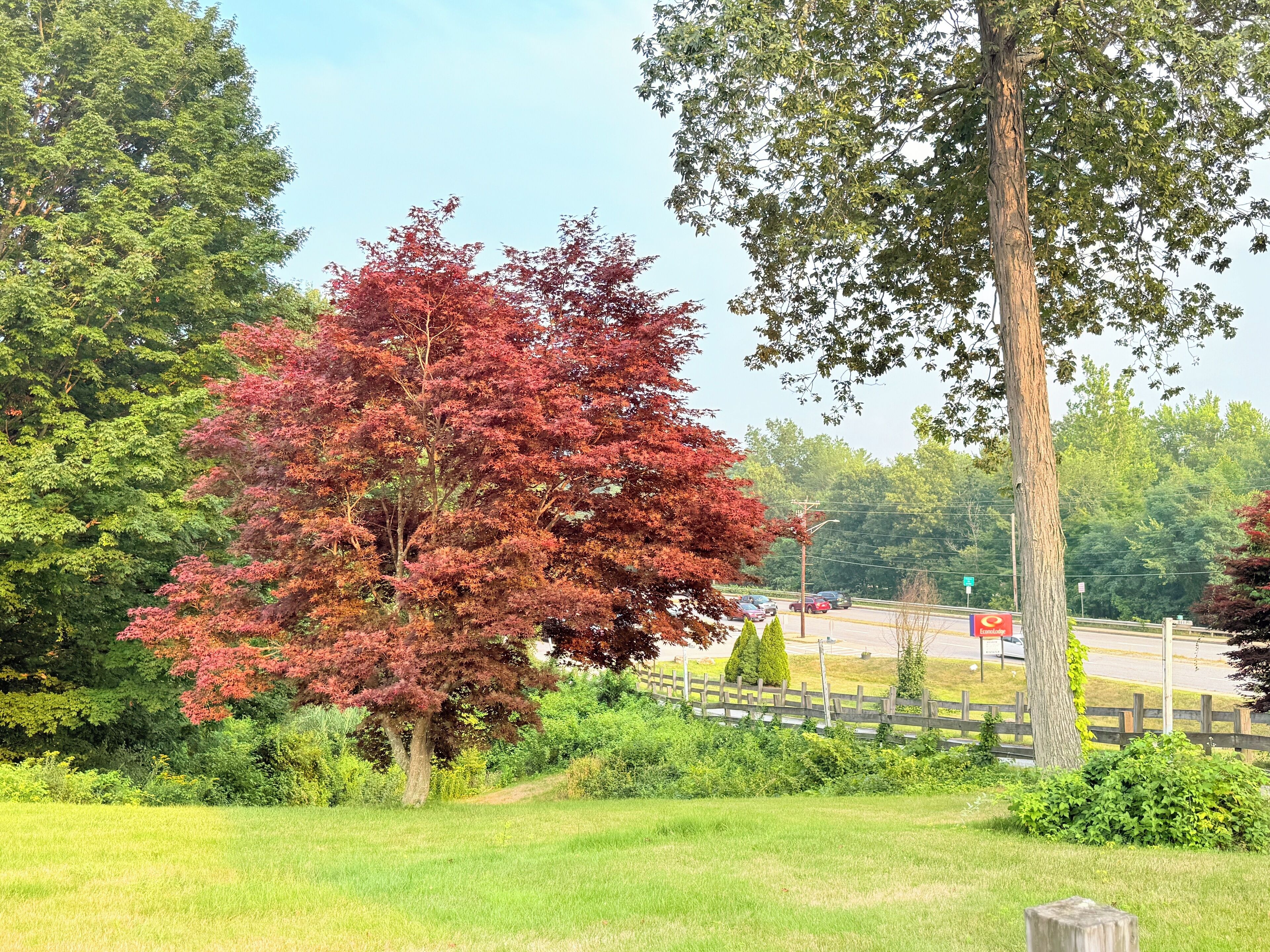 Un parco con un albero a foglie rosse ben visibile, un prato erboso e una recinzione in legno.