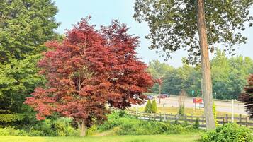 Un parco con un albero a foglie rosse ben visibile, un prato erboso e una recinzione in legno.
