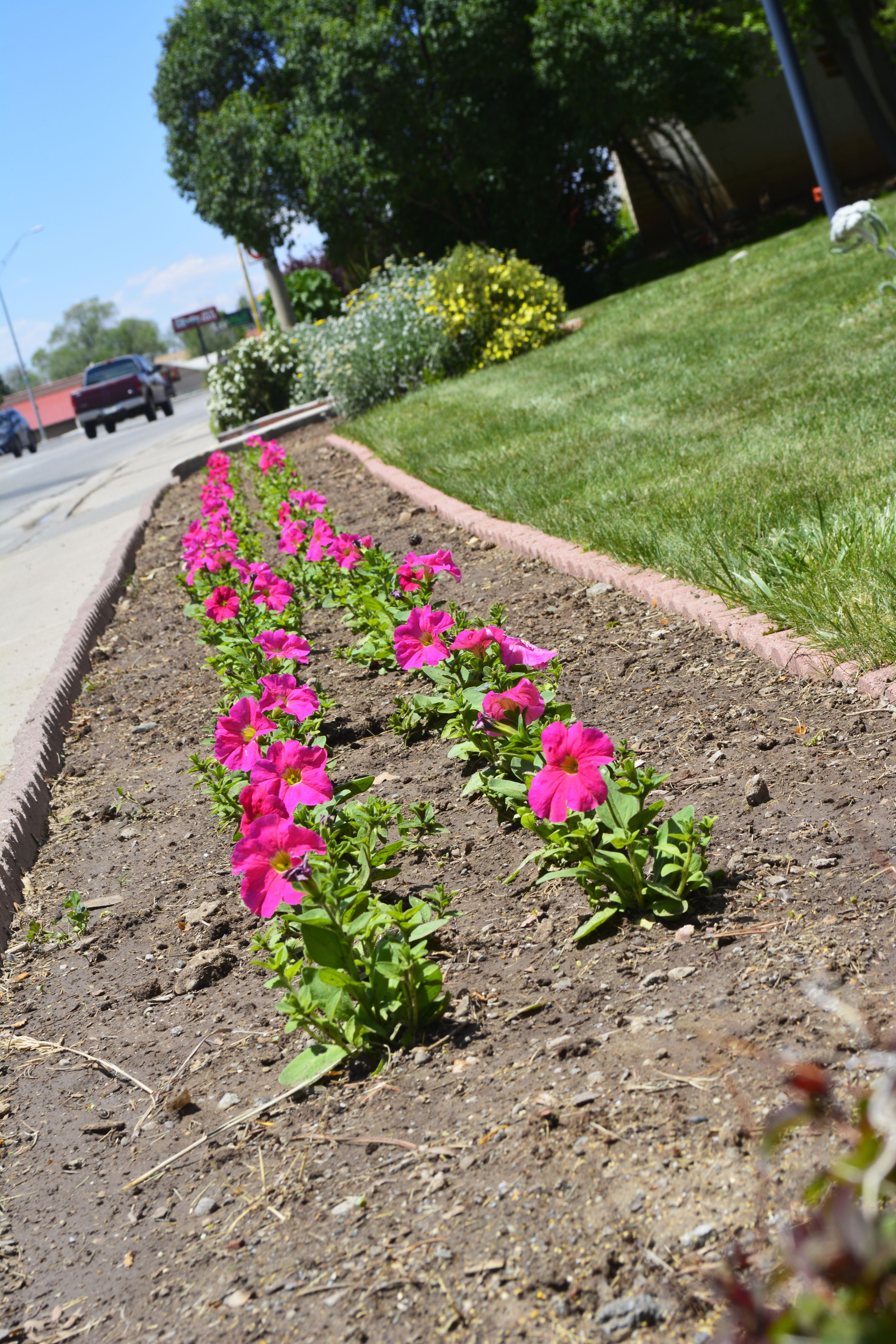 A flower bed with pink flowers along a sidewalk.