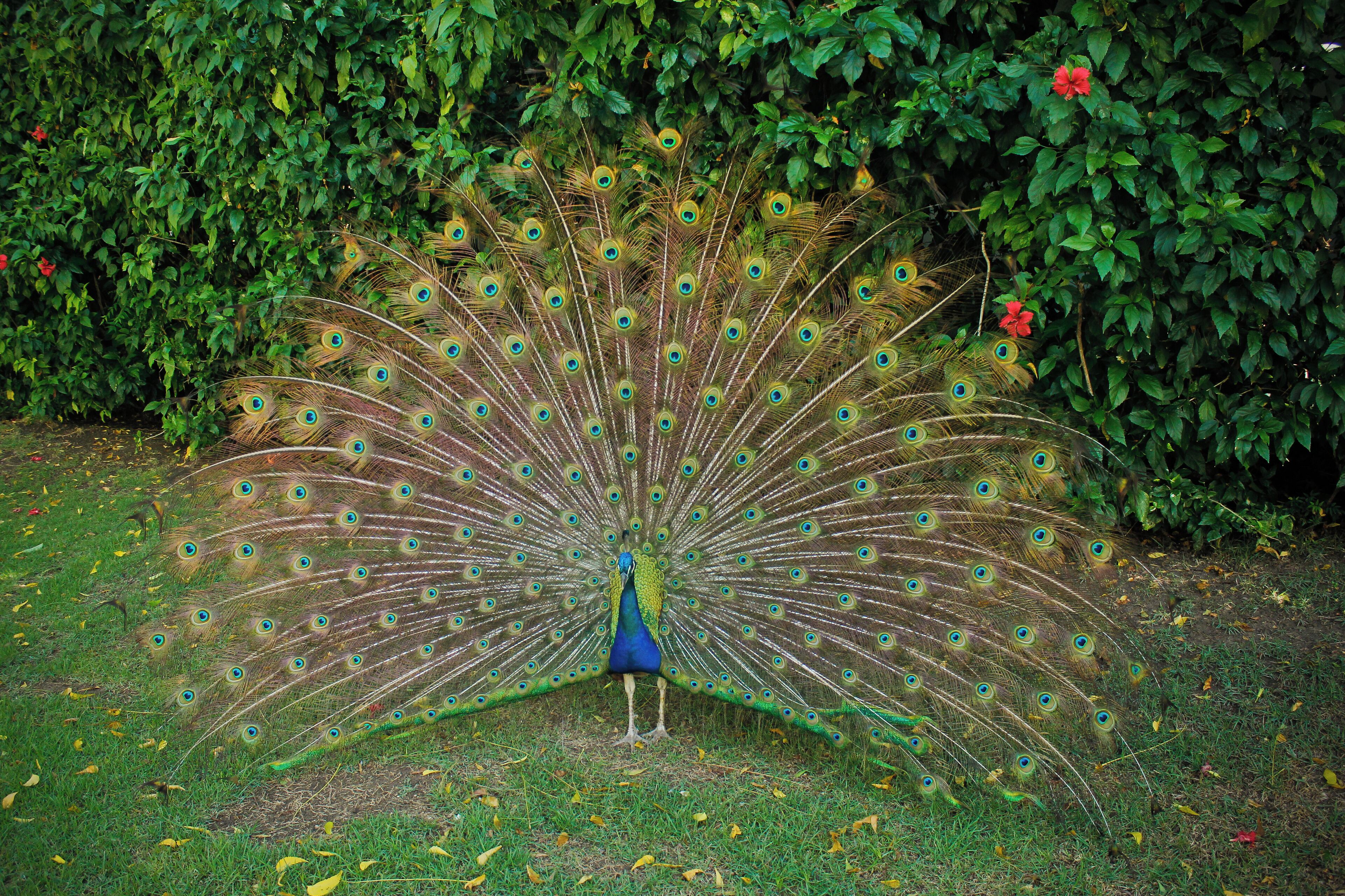 Un paon, les plumes de sa queue déployées en éventail dans un jardin.