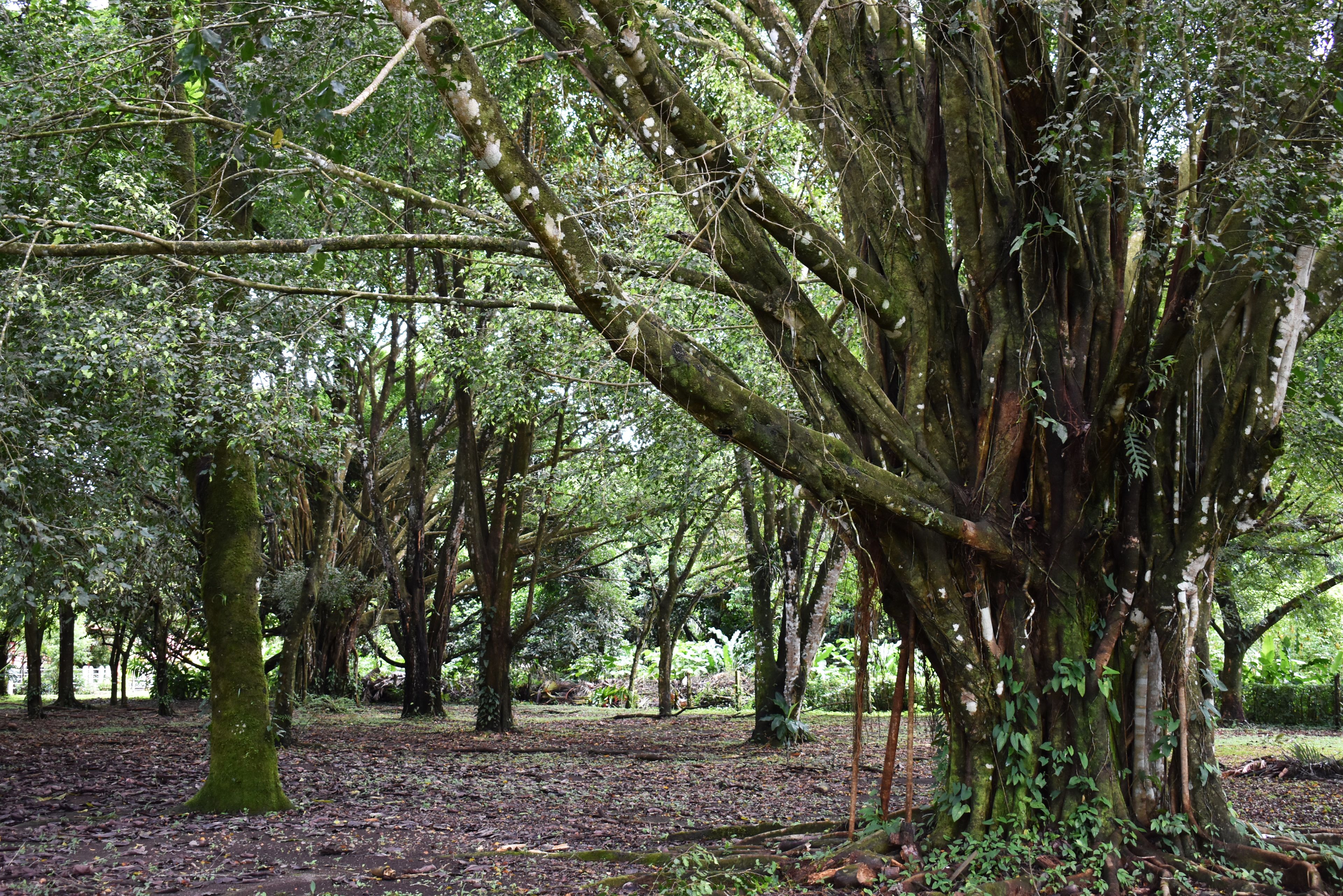 Un bosque denso con árboles grandes y el suelo cubierto de hojas.