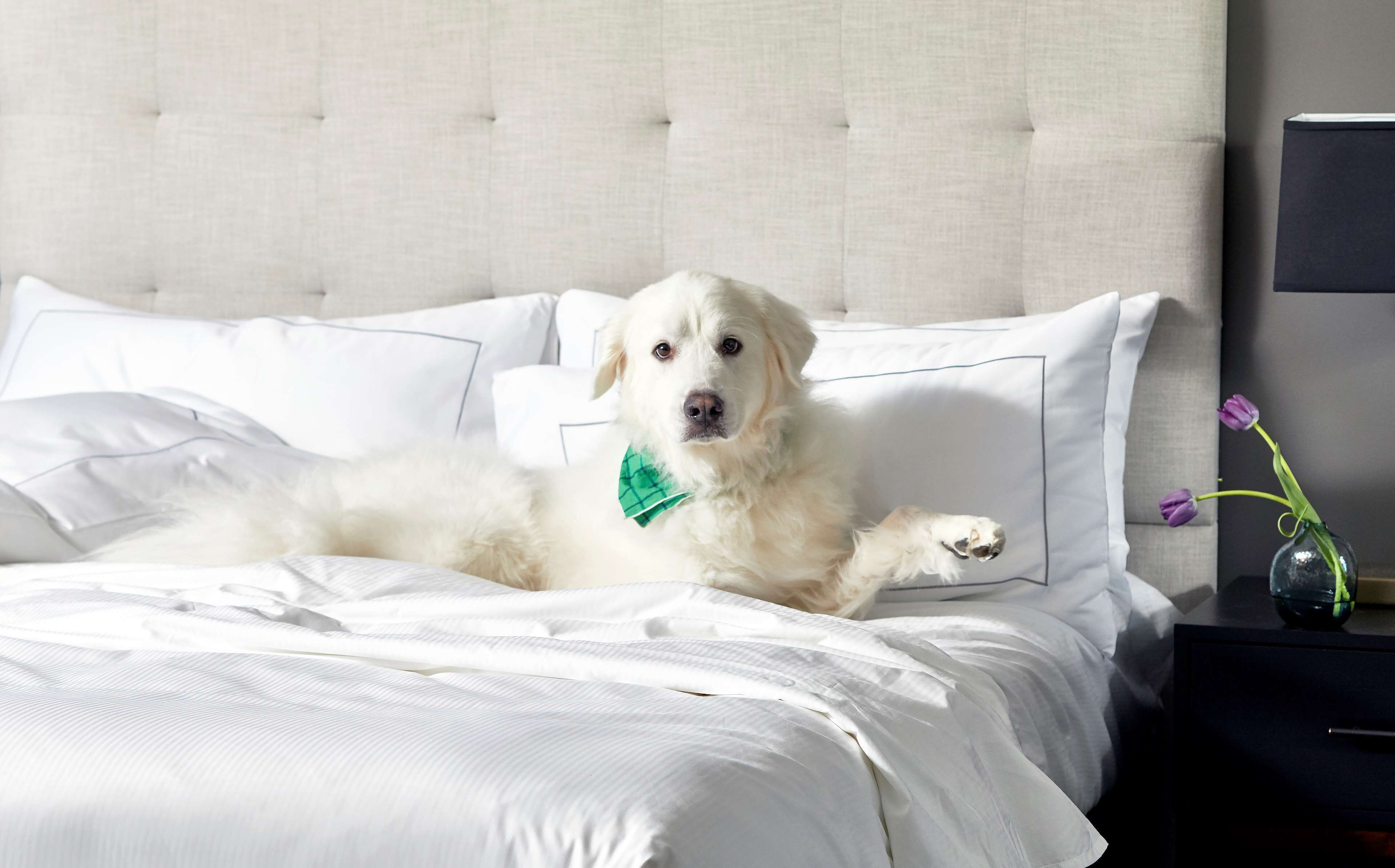 Un perro recostado sobre una cama con ropa blanca y almohadas, un lazo verde y un florero con flores sobre una mesita de noche.