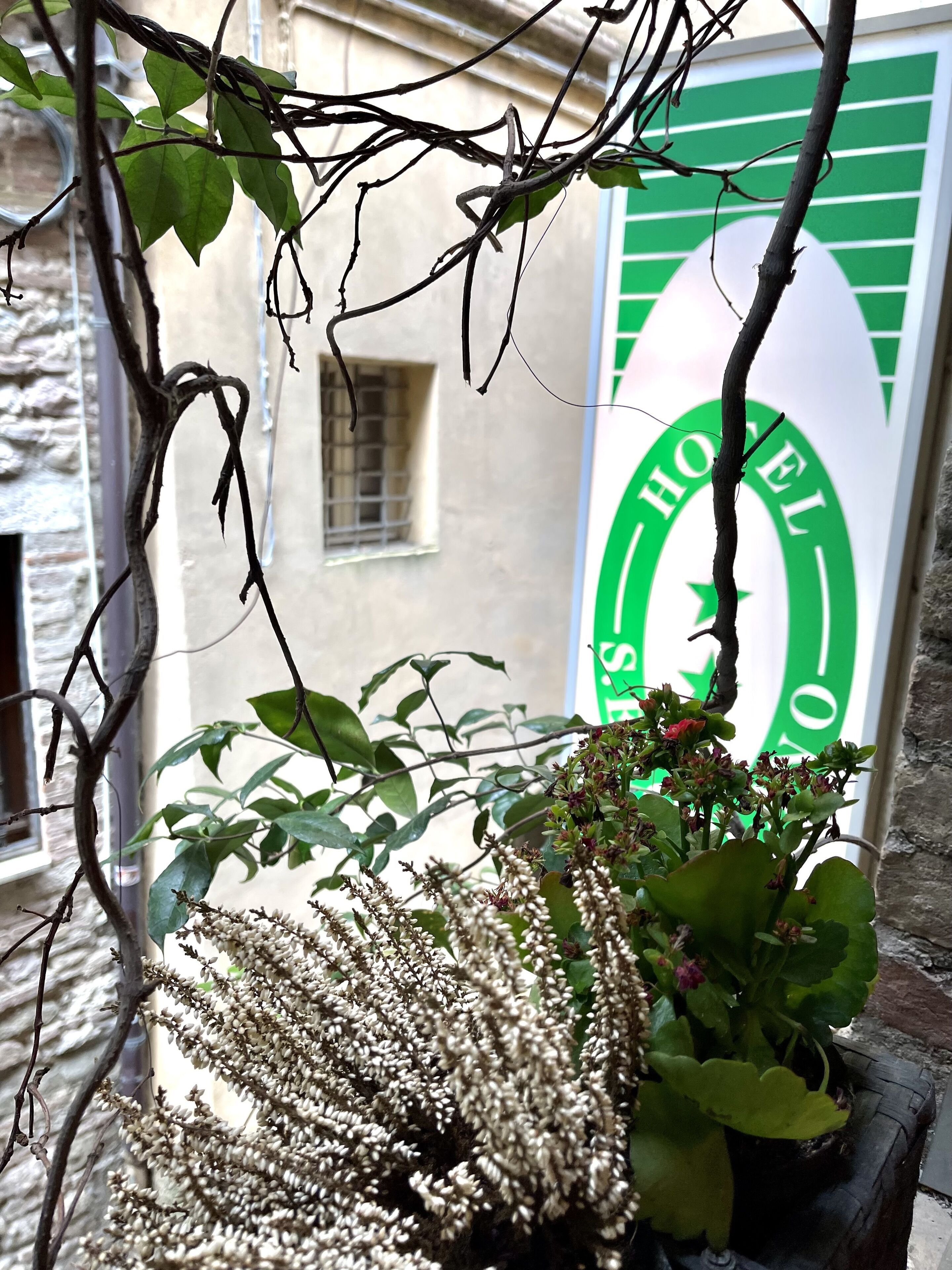 A potted plant with white flowers and green leaves, positioned in front of a window with a view of a building and a sign that reads "HOTEL EL".