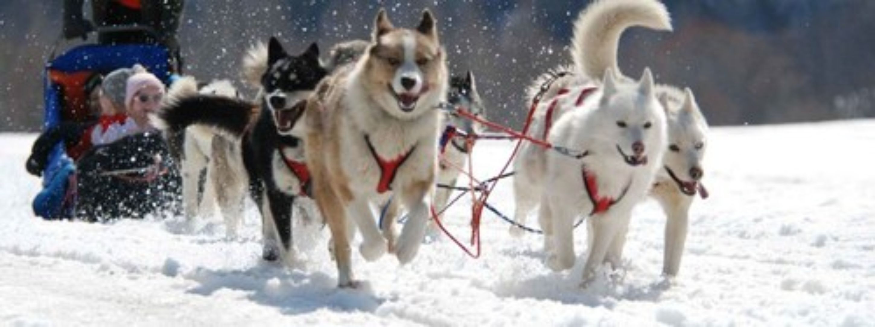 Eine Schlittenhunde-Mannschaft zieht einen Schlitten durch den Schnee.