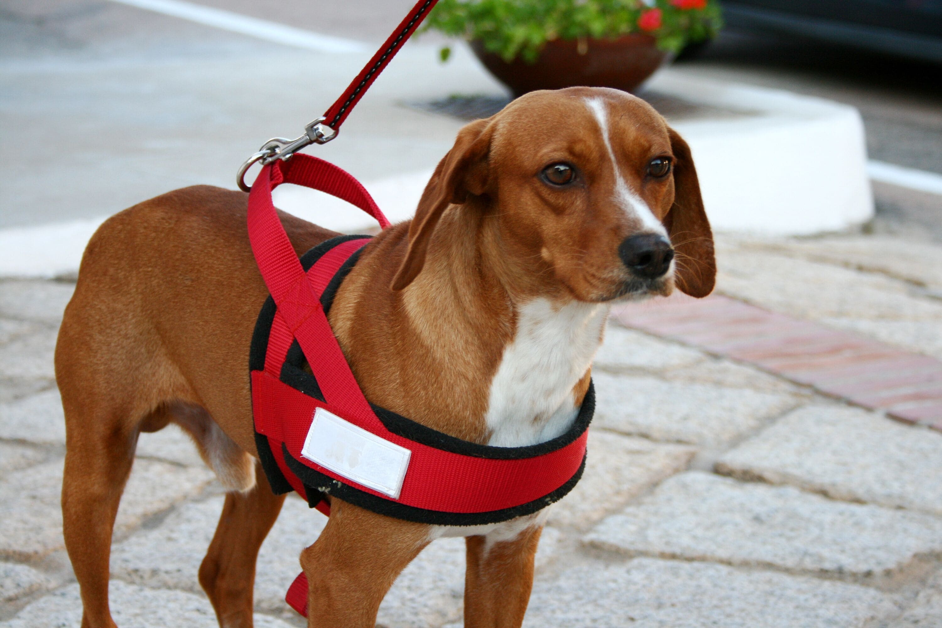 Foto - Hotel Luci di la Muntagna