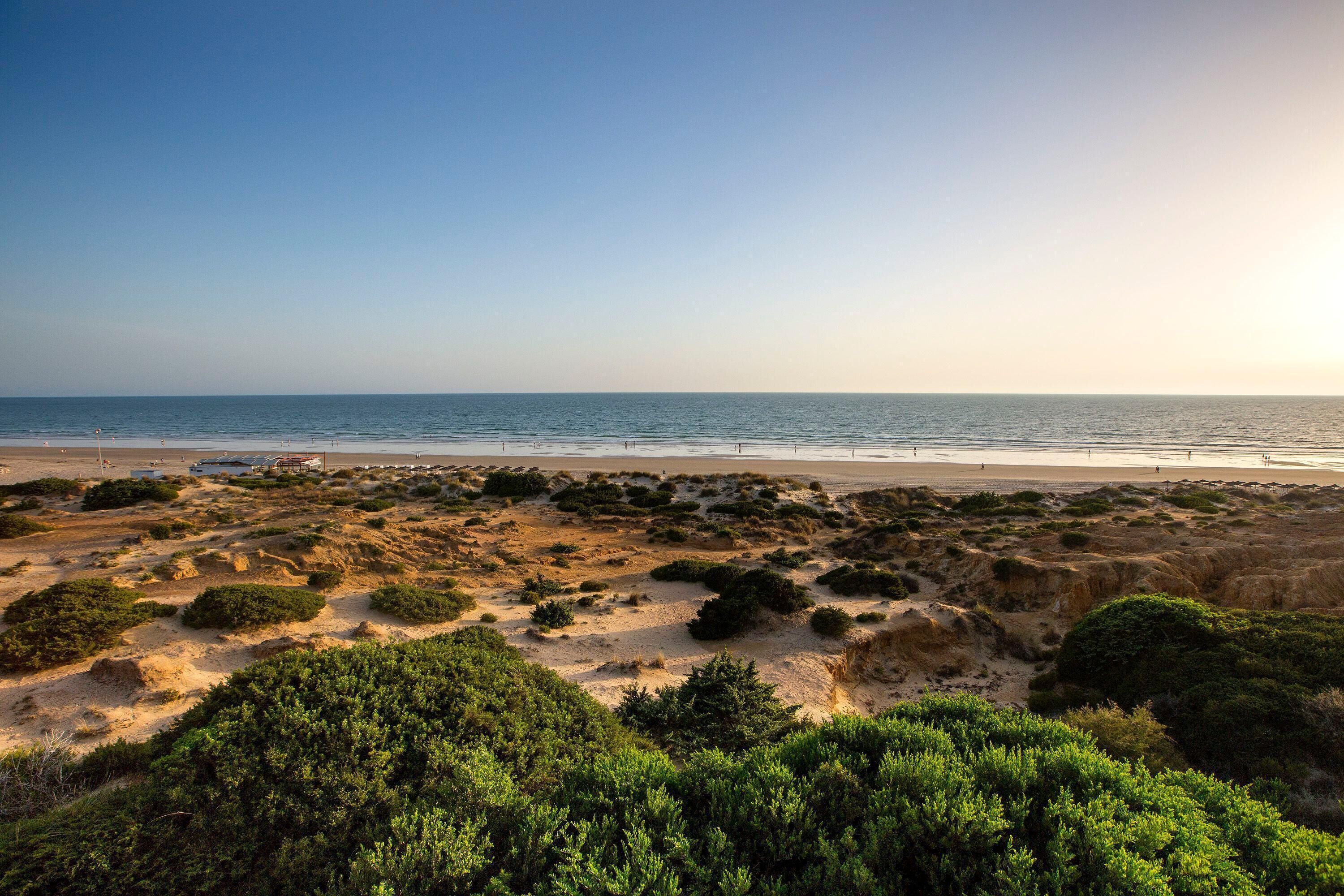 Ein Strand mit Dünen und spärlicher Vegetation.
