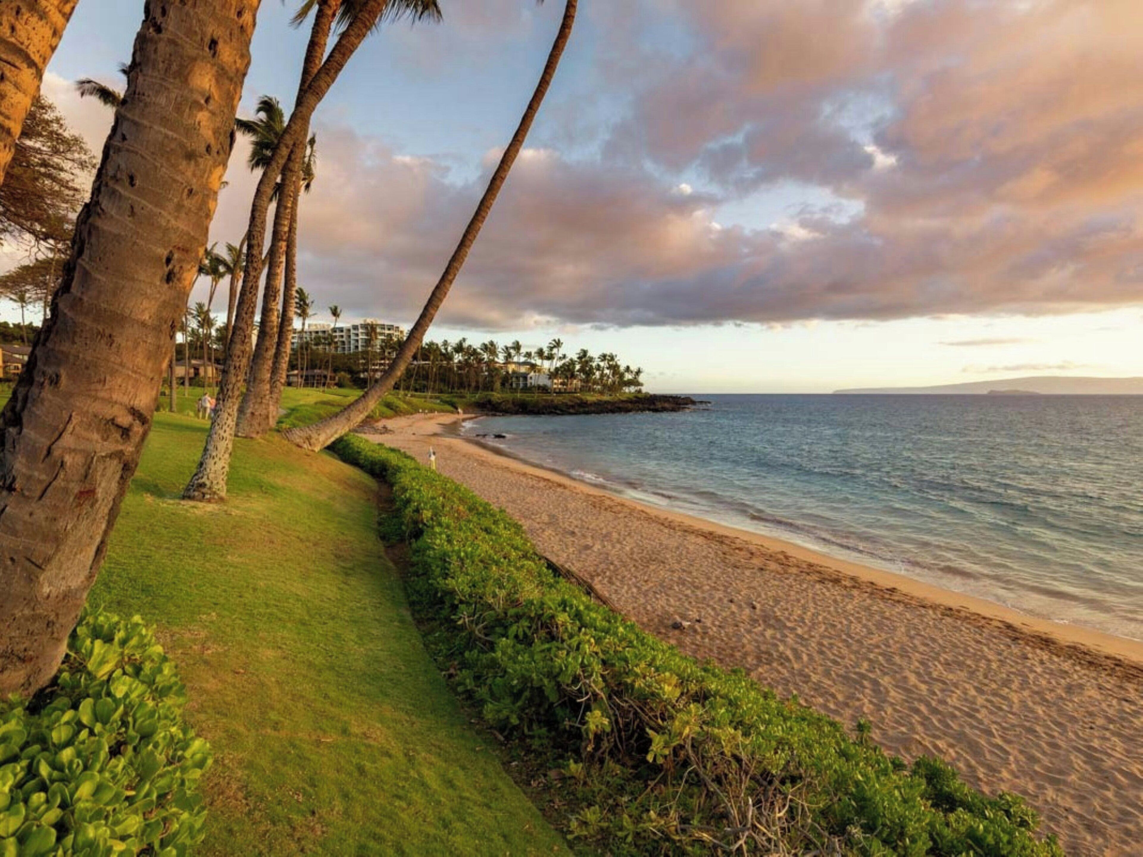A beach with palm trees, a grassy path, and a view of the ocean.