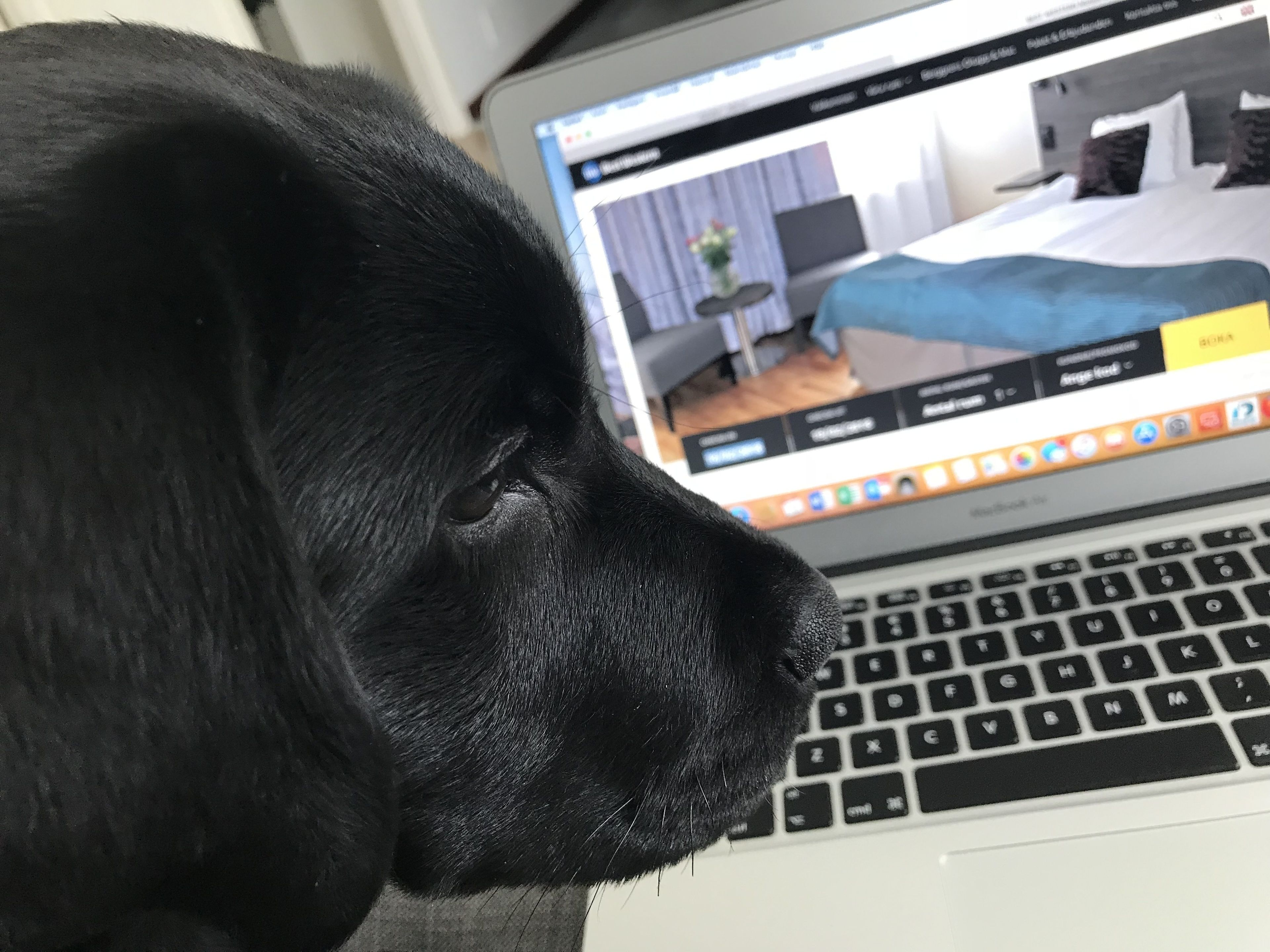Un perro negro frente a una computadora portátil que muestra una habitación con una cama, una planta y una ventana.