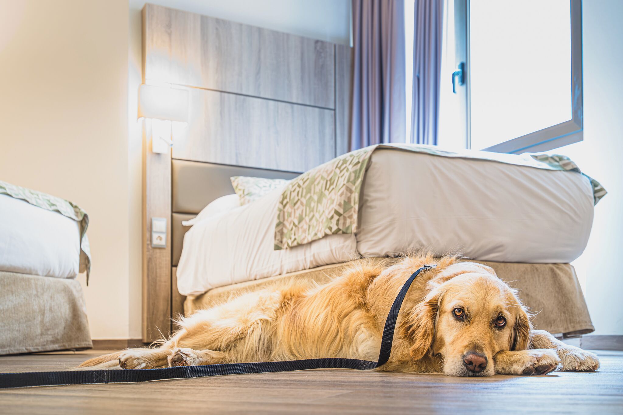 A dog lying on a mat in a room with a bed and a wooden headboard.
