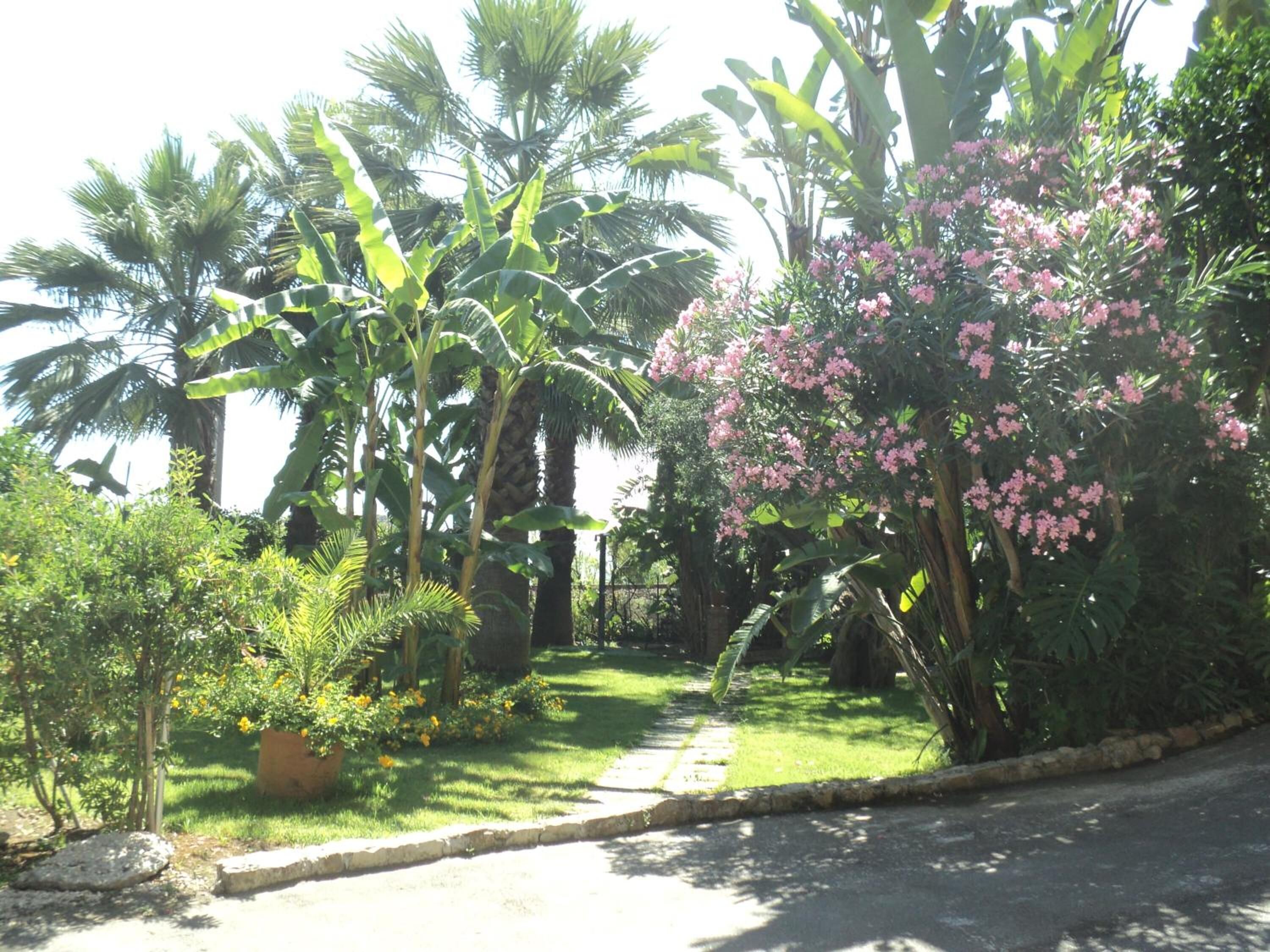 Un jardín con palmeras, arbustos florecientes y un camino pavimentado.