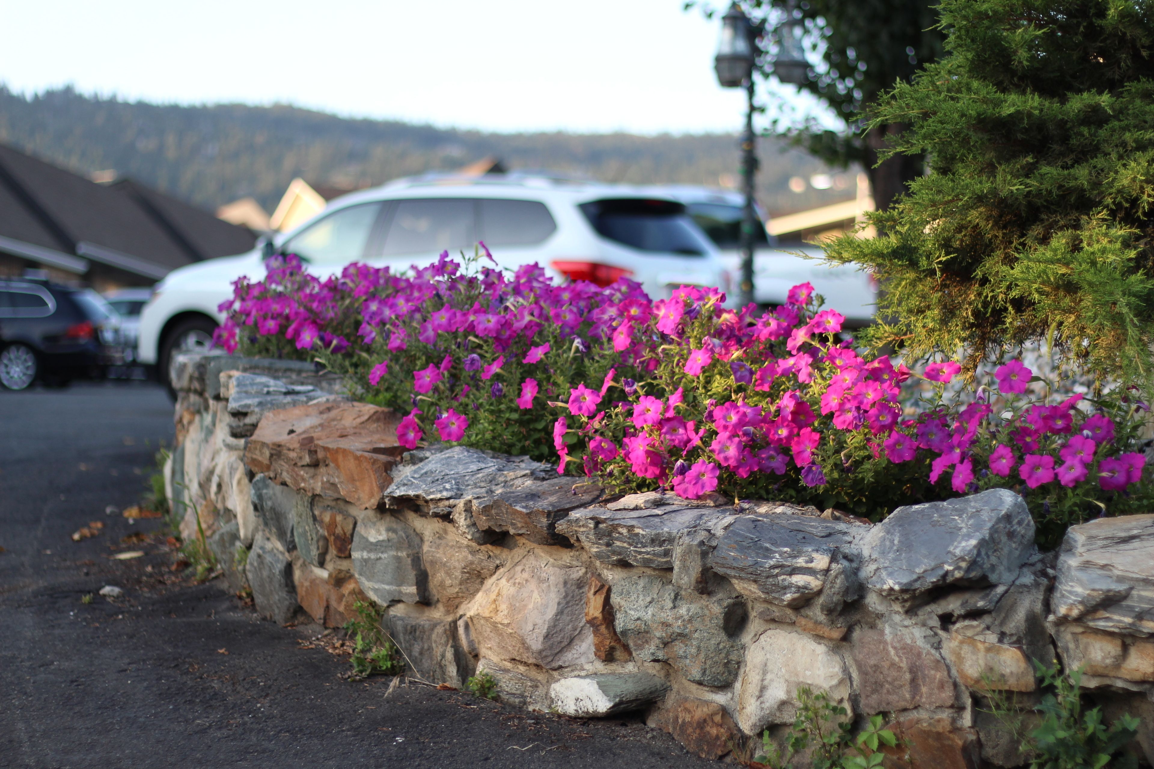 Un muro de piedra con flores moradas intensas en un estacionamiento.