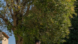 Una pareja caminando por un sendero adoquinado en un parque con árboles y césped.