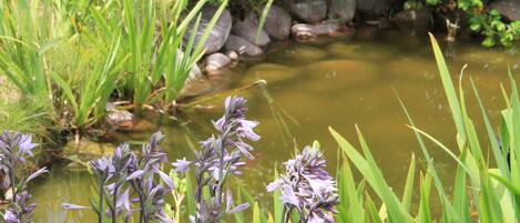 Un jardin avec un étang, différentes plantes et des fleurs.