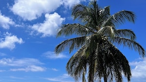 Une plage avec un palmier, un ciel bleu clair et une mer calme.