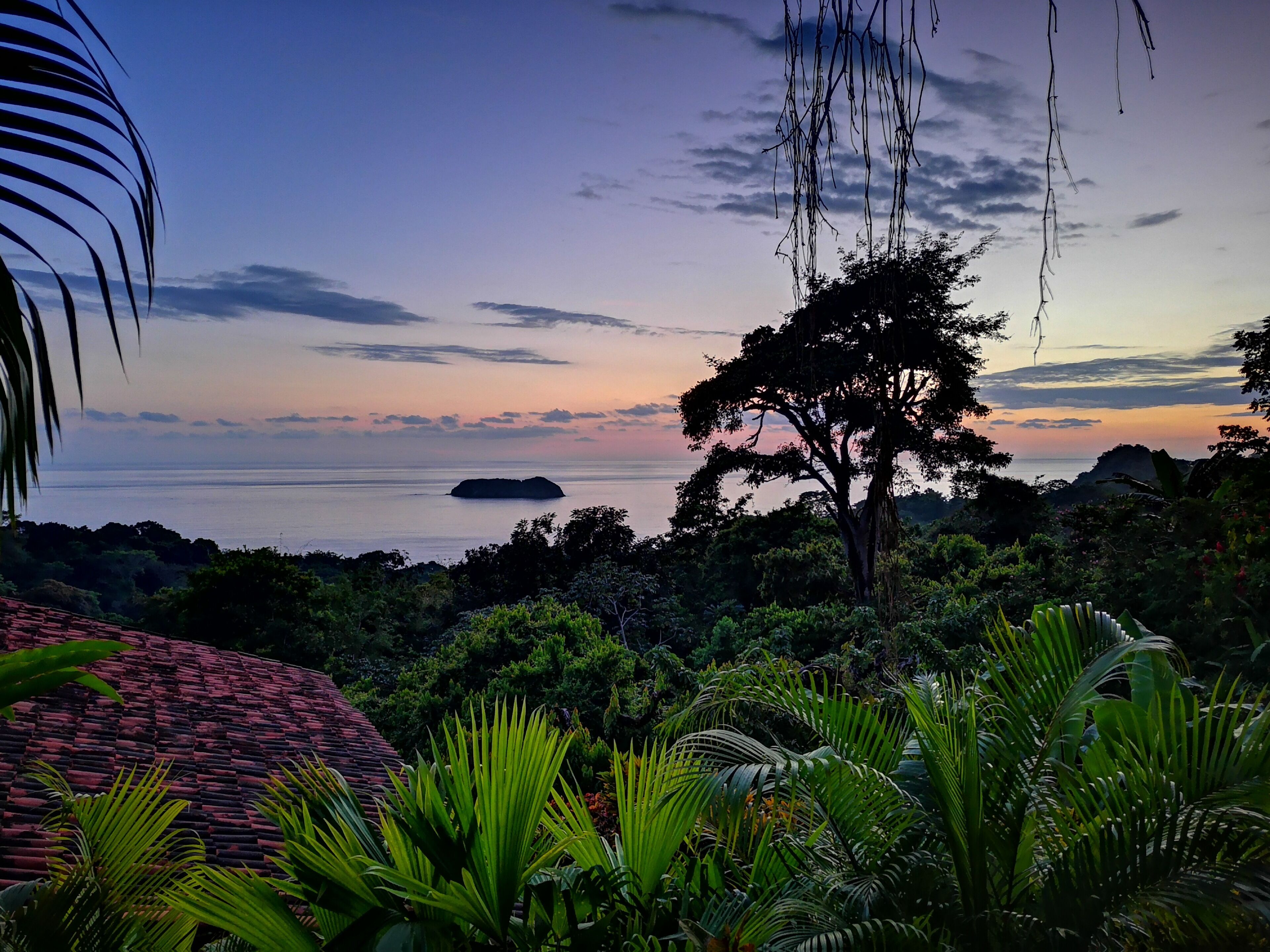 Un paisaje tropical con vista al océano, un árbol grande y abundante vegetación.