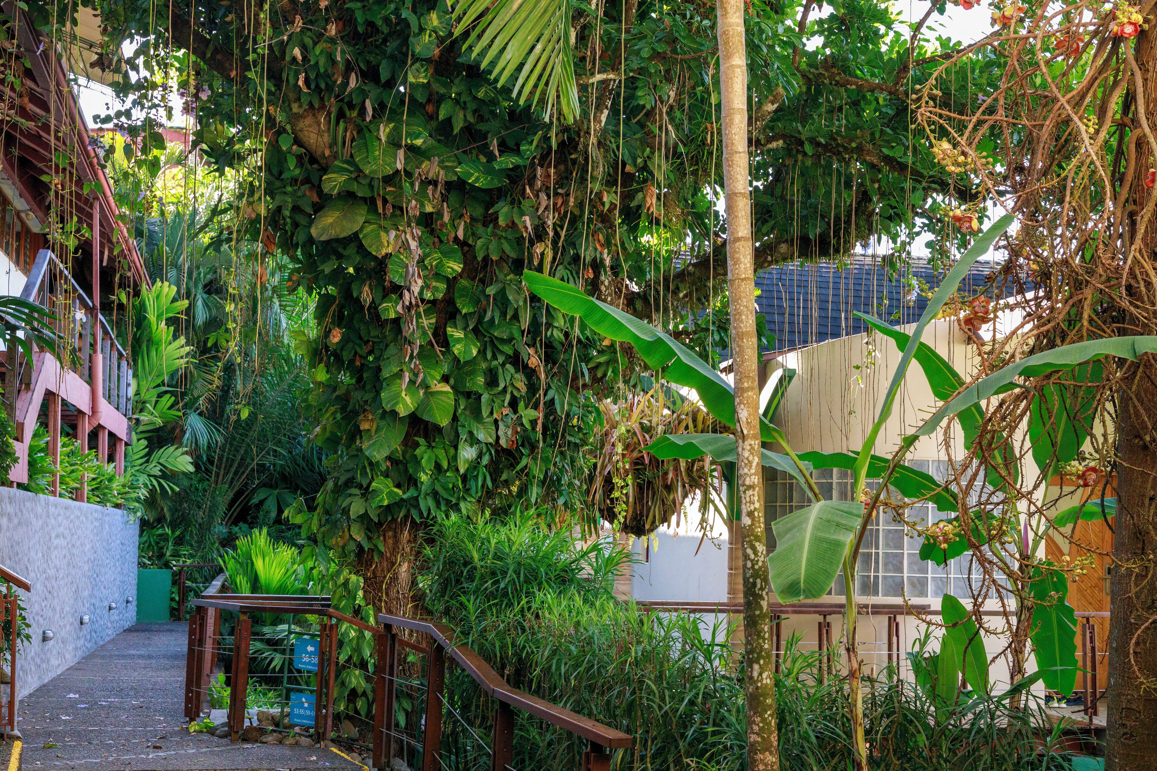 A narrow pathway surrounded by lush greenery and a wooden railing.