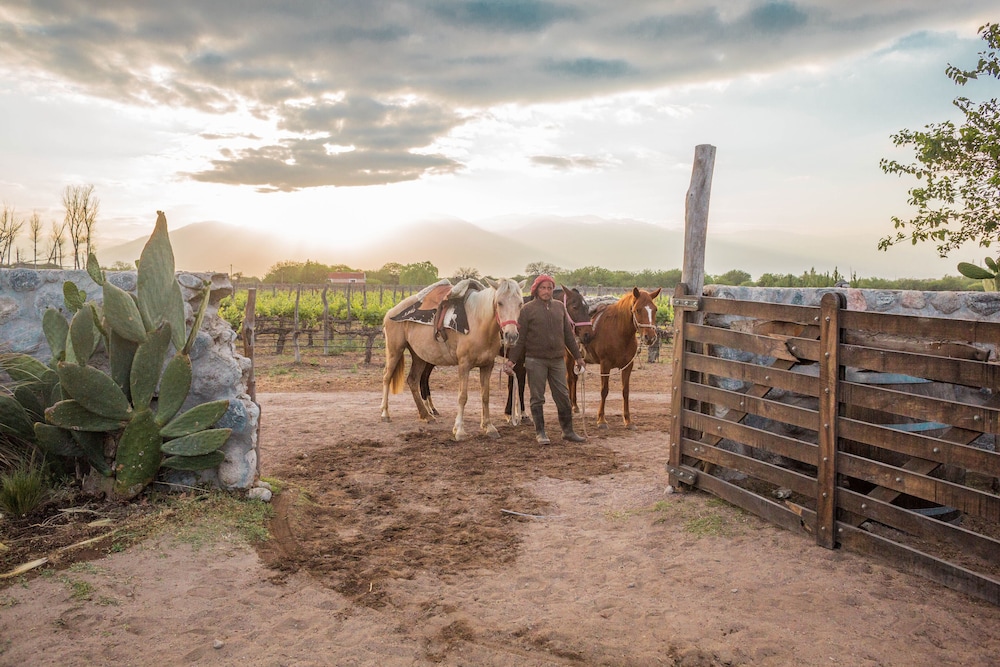 Patios de Cafayate by null