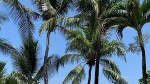 A beach with palm trees and a view of the ocean. - The Backyard Hotel (Jacó)
