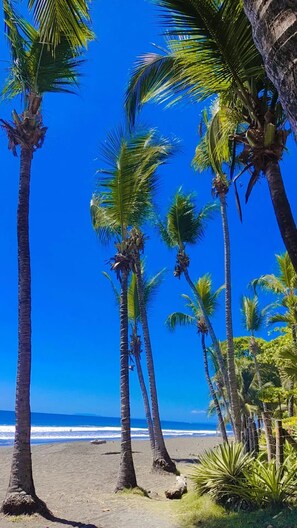 A beach with tall palm trees and a clear blue sky.