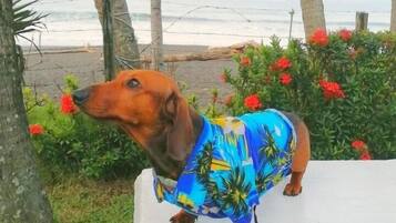 Um cão com camisa azul estampada em flores sentado num banco branco.