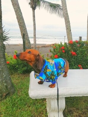 A dog in a blue floral shirt sitting on a white bench. - The Backyard Hotel (Jacó)