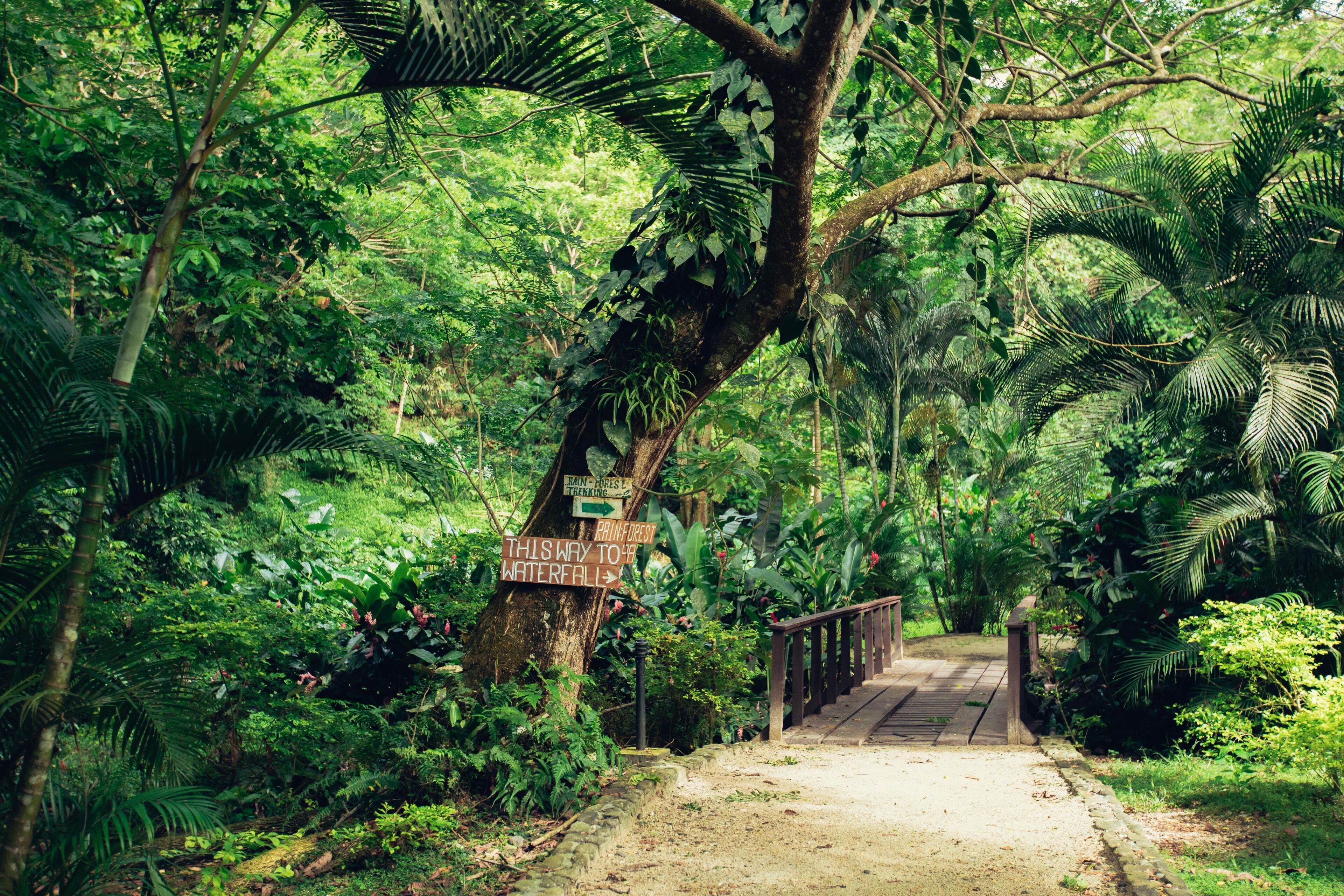 A pathway leading through a lush forest with a wooden bridge and a sign indicating a waterfall direction.
