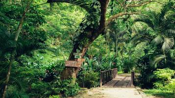 A pathway leading through a lush forest with a wooden bridge and a sign indicating a waterfall direction.