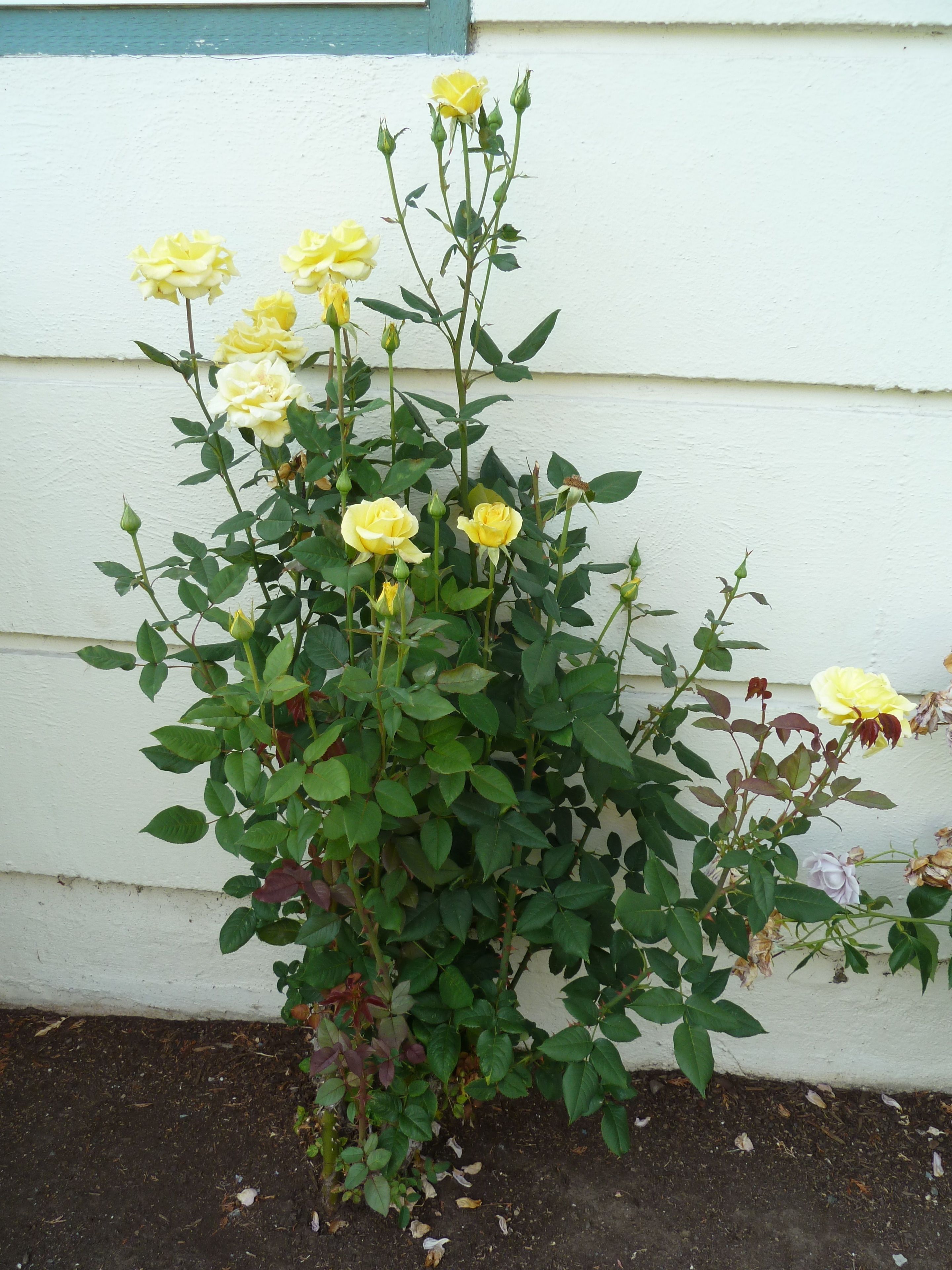 A rose bush with yellow flowers against a white wall.
