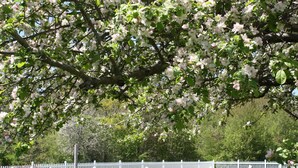 Una cerca blanca con un letrero, un árbol con flores blancas y un cielo despejado.