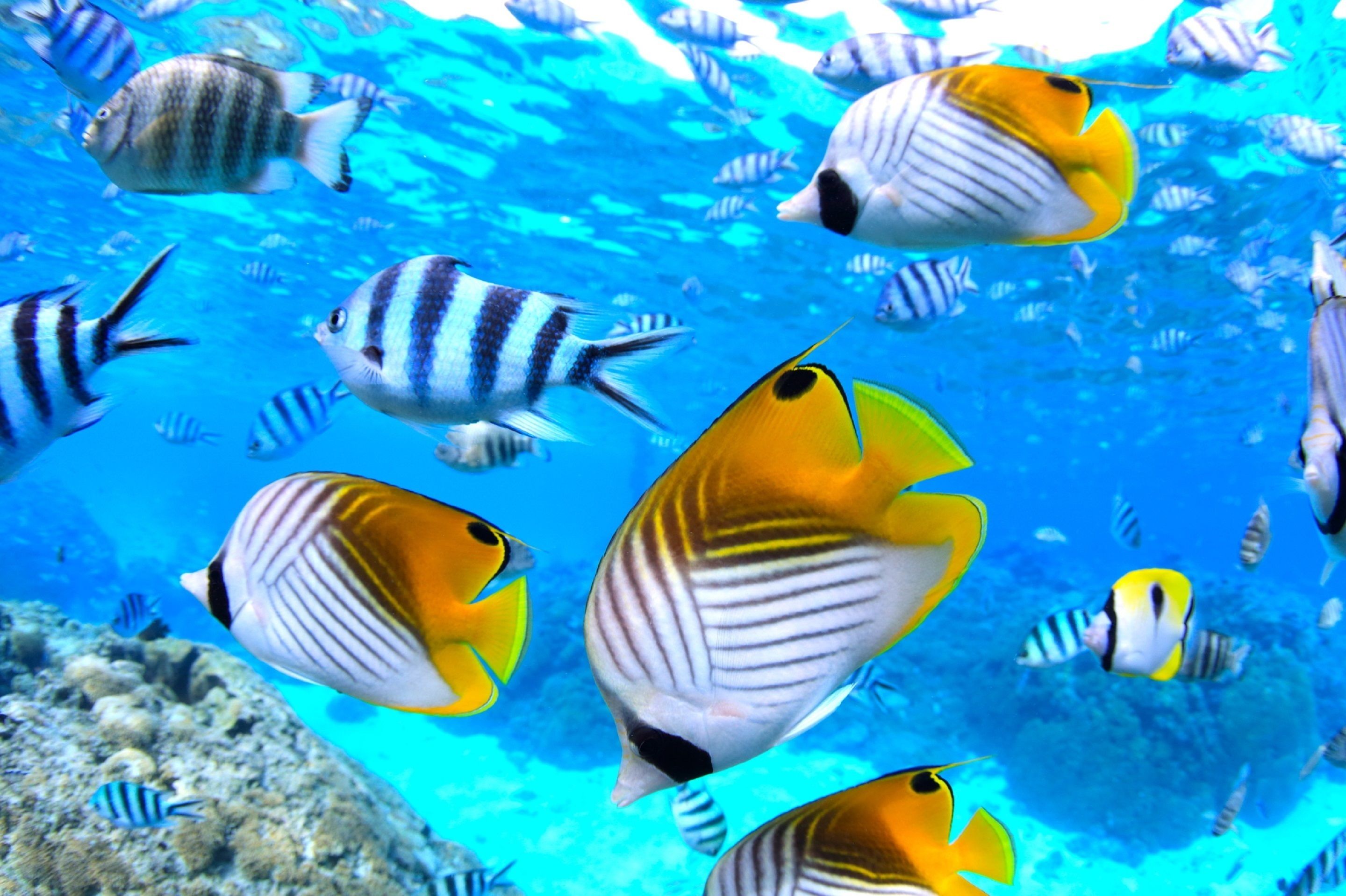 A variety of tropical fish swimming in clear blue water.