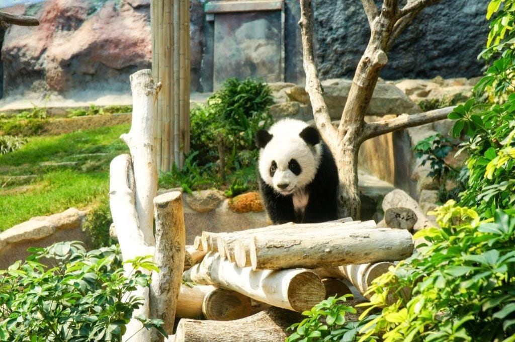 A panda in a zoo enclosure with logs and greenery.