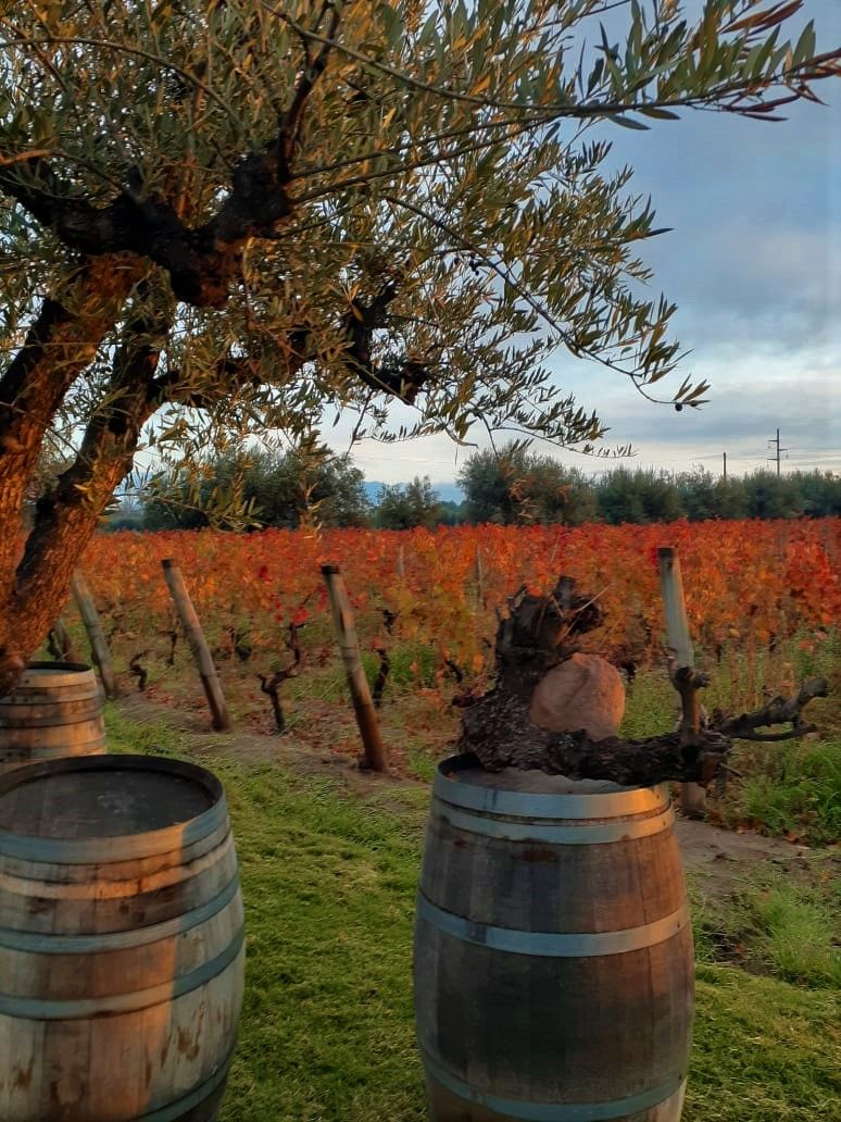 Viñedo con hileras de vid y barriles de madera.