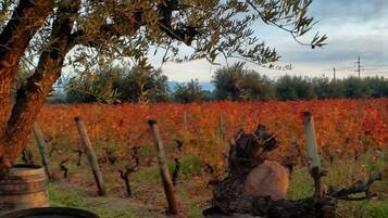 Viñedo con hileras de vid y barriles de madera.