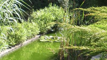 A serene water feature with a stone border, surrounded by lush greenery and various plants.