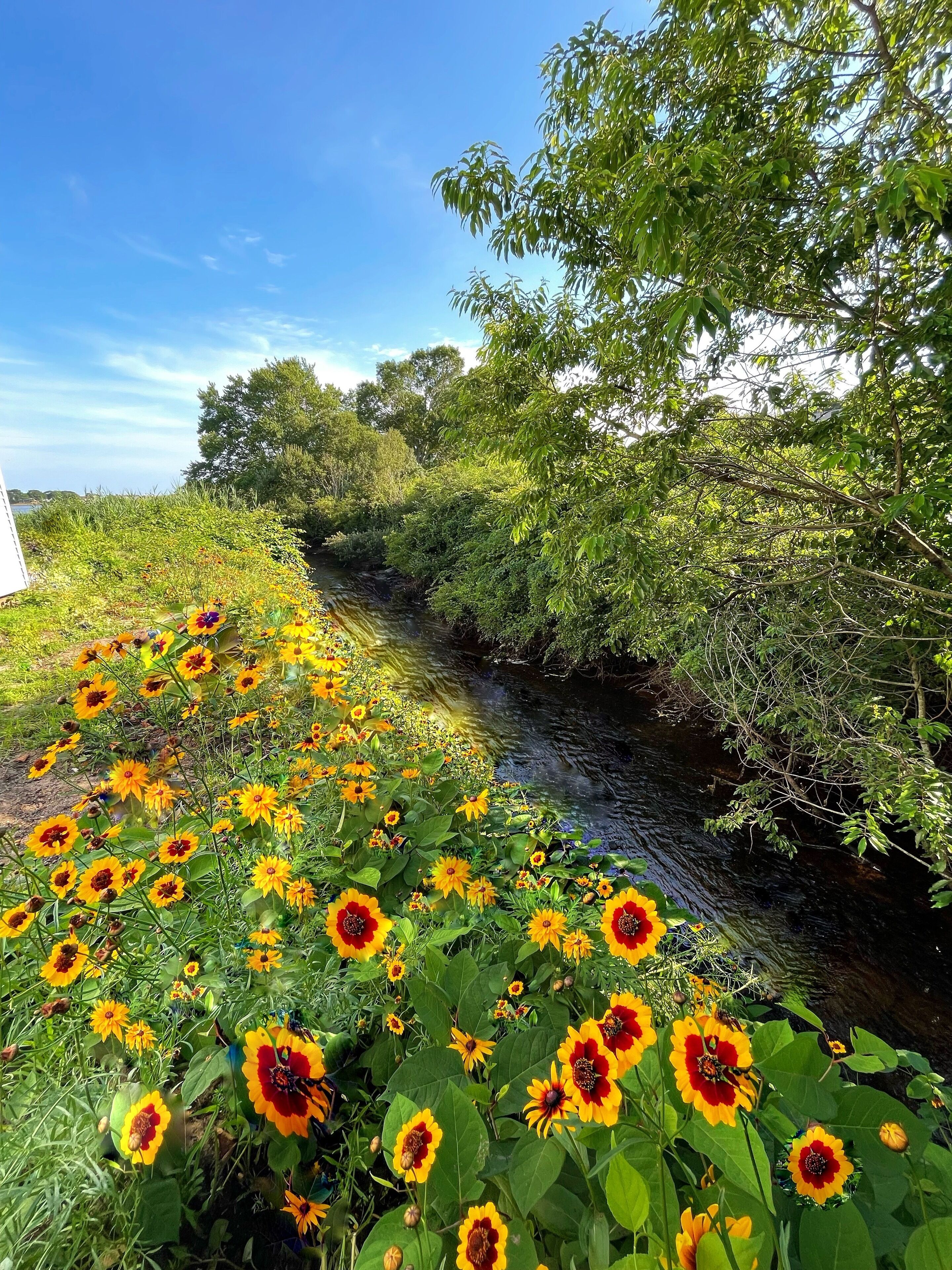 A natural landscape with a stream, dense greenery, and vibrant yellow flowers.